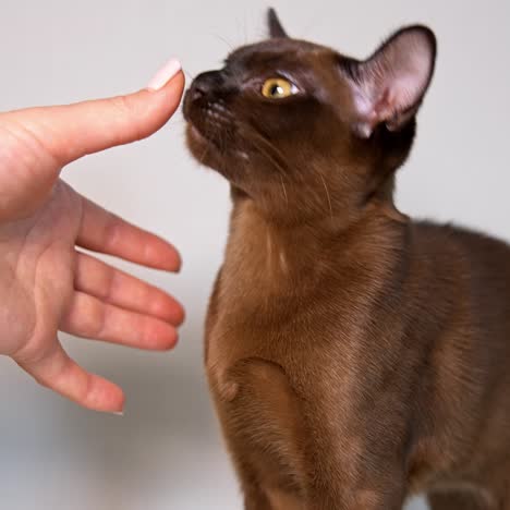 woman's hand playing with beautiful kitten. purebred cat sniffing person hand. burmese cat plays at home. adorable pet