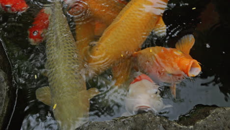koi carp in a pond in a tropical garden in bali