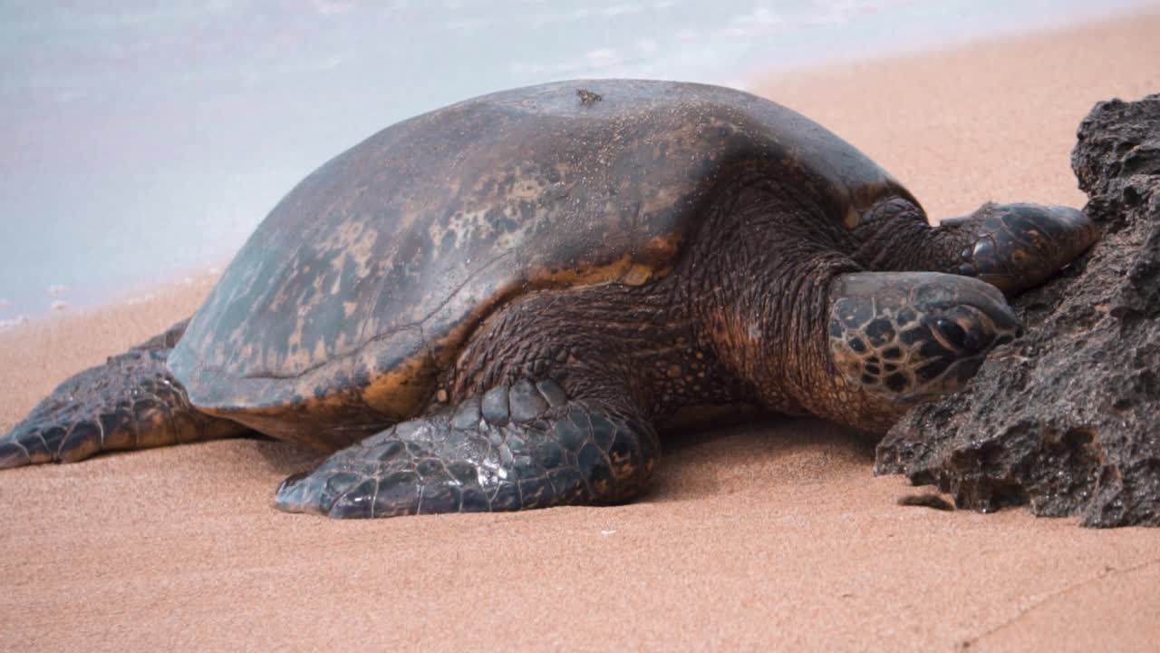 tortuga en la playa de arena agua corriendo sobre la tortuga