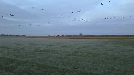 Flock-of-birds-flying-above-grass-field-in-Holland-nature,-aerial