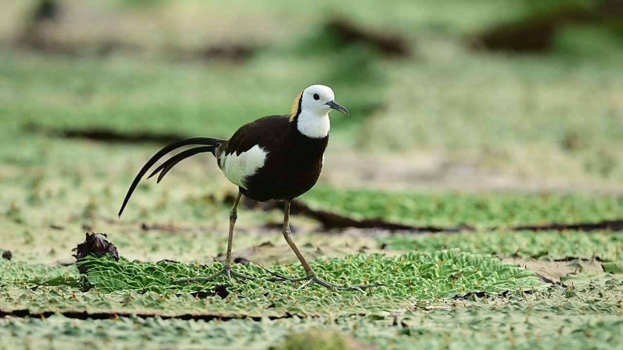 Splendida composizione ambientale incentrata sulla conservazione delle zone umide, che mostra una Jacana selvatica che prospera in un habitat naturale idilliaco e verde brillante.