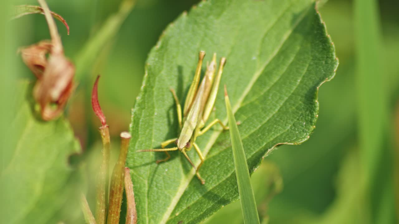 녹색 덤불 크리켓의 매크로가 잎에 다리를 문지르면서 소리를 내며, 흐릿한 배경에 맞춰 촬영