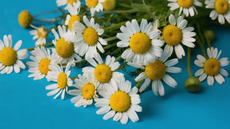 delicate chamomile flowers with pristine white petals and golden yellow centers resting softly against vibrant blue surface, showcasing natural botanical beauty and color contrast