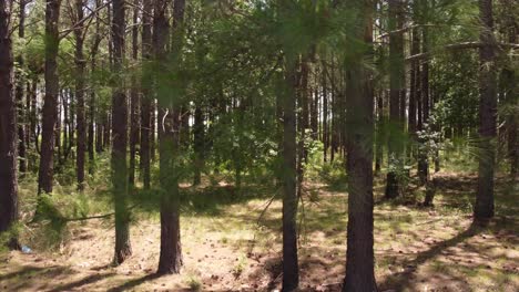 tiro deslizante de hermoso bosque verde virgen con árboles, viaje lateral, uruguay