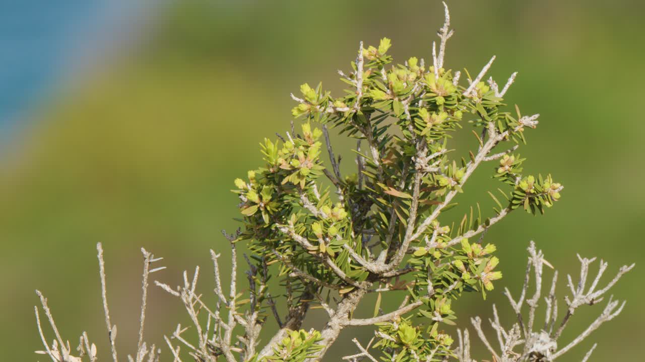 Leptospermum laevigatum branch moves gently in coastal breeze, bright daylight, shallow depth