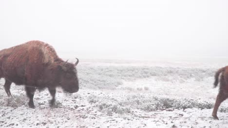 bison herd closeup traveling in snow at yellowstone national park in wyoming