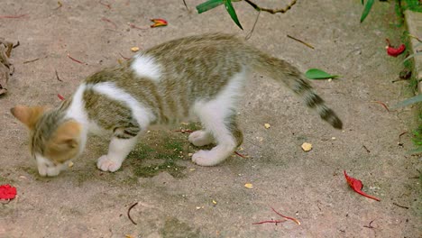 stray kitten eating cookie crumbs on the sidewalk