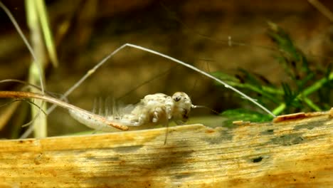 Callibaetis-Nymph-Crawling-with-Gills-Waving