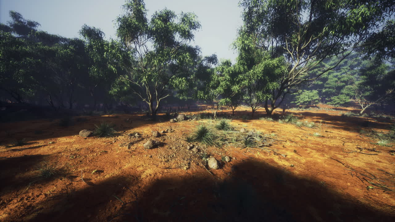 la luz del sol se filtra a través de los árboles en un bosque sereno durante las primeras horas de la mañana