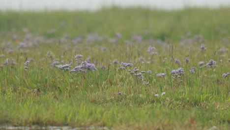 Primer-Plano-Medio-Estático-De-Un-Campo-De-Flores-Con-Flores-Violetas-Cerca-De-La-Orilla-Del-Mar-Del-Norte