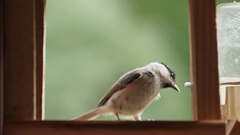 Marsh-tit-take-right-size-sunflower-and-fit-another-one,-slow-motion