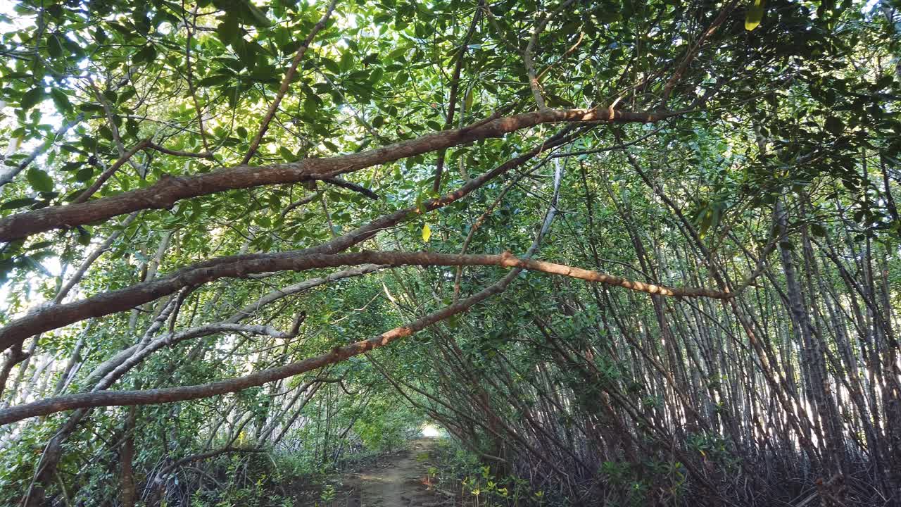 맹그로브 숲 풍경의 울창한 초록색, 나무 가지를 통해 빛, 발리 인도네시아의 파노라마, 자연 환경