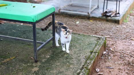 a cat walks around a green table