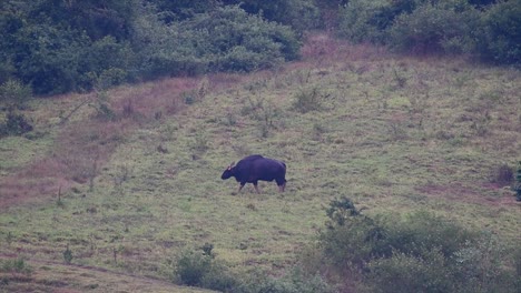 el gaur o el bisonte indio es un animal masivo como el bovino existente más grande encontrado en el sur y sureste de asia que está clasificado como vulnerable debido a la pérdida de hábitat y la caza