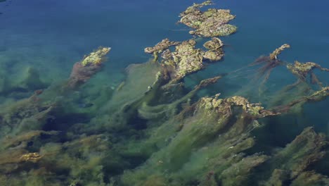 mar algea 4k 00