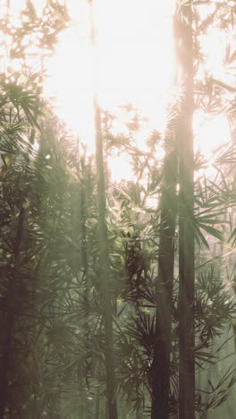 sunlight shining through a misty bamboo forest