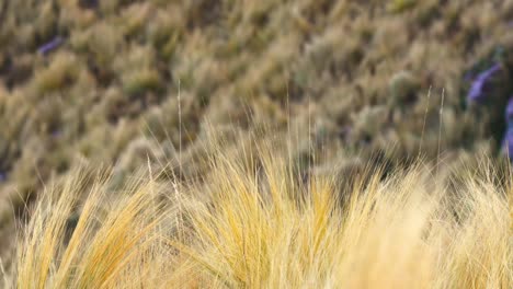 pastos que se mueven en el viento