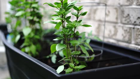 handheld of raised garden bed planter with plants near home brick wall close up