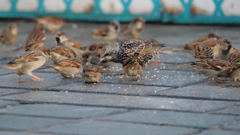 sparrows and starlings feeding on the ground