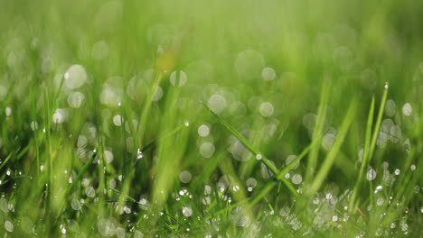 Macro shot of dew on grass