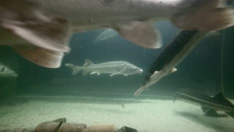 fish swim in an aquarium - tulcea, romania