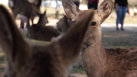 Hirsch-Schaut-Sich-Im-Nara-Park-In-Osaka,-Japan-Um