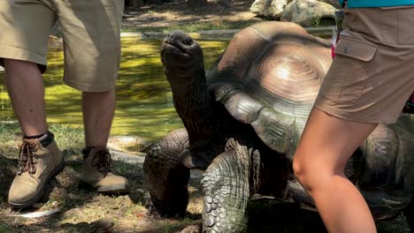a giant tortoise enjoys a meal as it is fed by caretakers inside the zoo
