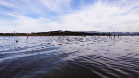 Aerial-over-dam-surface-in-flooded-dead-tree-graveyard