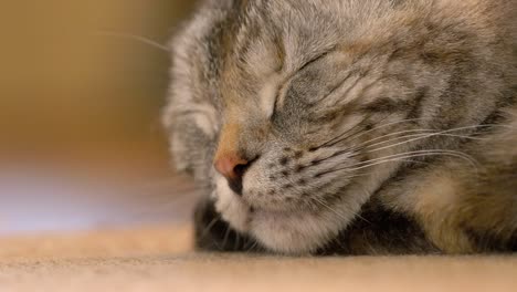 joven gato escocés marrón plegado durmiendo, de cerca