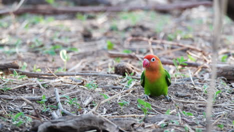 Fischers-Loro-Agapornis-Picoteando-Comida-En-El-Suelo-En-África