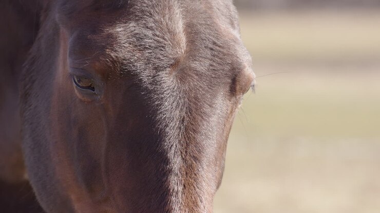 Cavallo docile si spaventa improvvisamente e alza la testa bruscamente, primo piano frontale