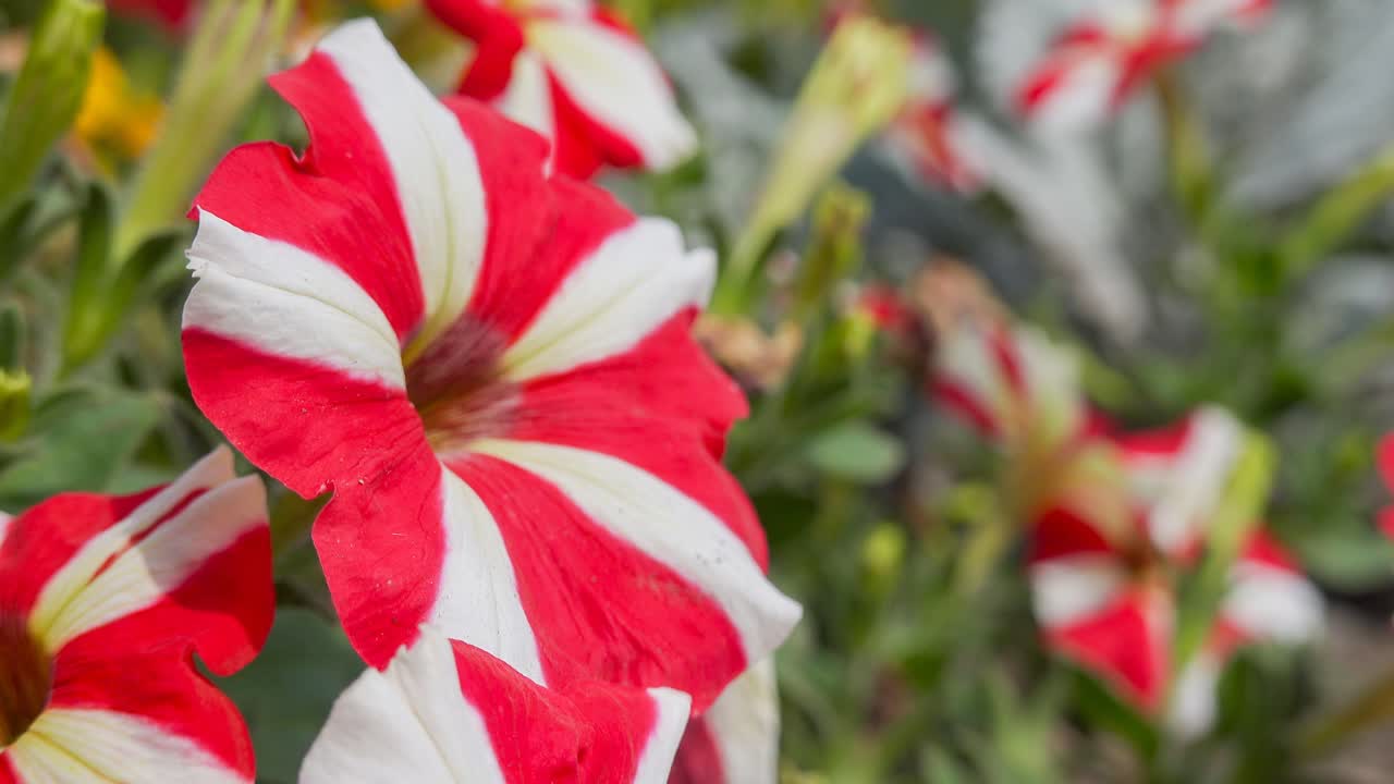 flor de caña de caramelo de petunia con rayas rojas y blancas en una ligera brisa