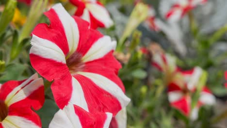 Petunien-Zuckerstangenblume-Mit-Roten-Und-Weißen-Streifen-Bei-Leichter-Brise