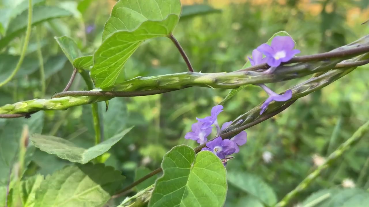 Delikate lilla blomster som blomstrer på en grønn slyngplante