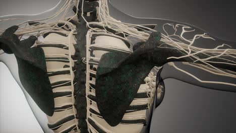 transparent human body with visible bones