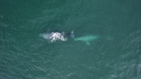 Vista-Aérea-Sobre-Ballenas-Grises-Brotando-En-Agua-De-Mar---Cenital,-Disparo-De-Drones