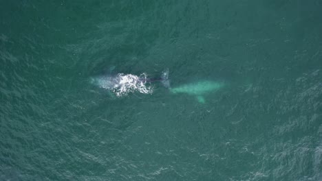 vista aérea sobre ballenas grises brotando en agua de mar - cenital, disparo de drones