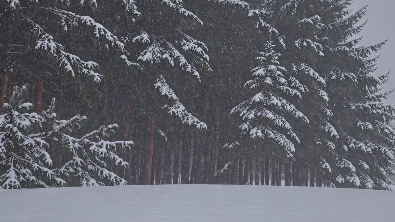 A serene winter forest scene with snow-covered trees. Captured from a low angle, perfect