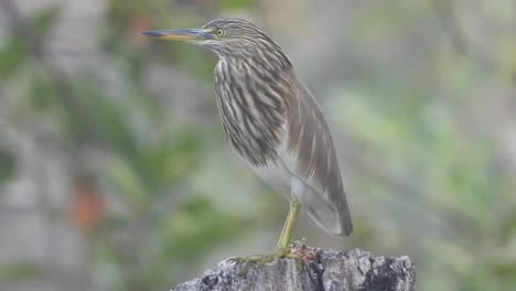 Teichreiher-Im-Teichbereich,-Der-Auf-Das-Gebet-Wartet