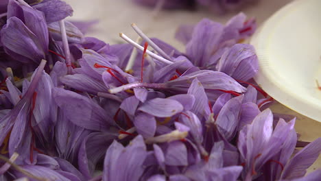 saffron flowers and dried threads