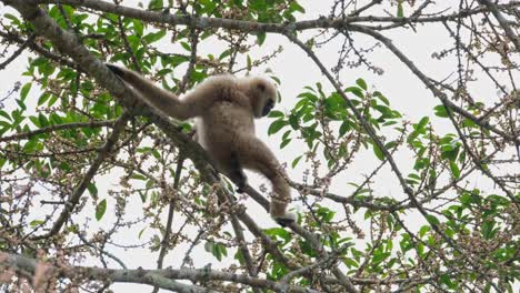 holding the branch while sitting looking away then swings to the right looking for more fruits to eat, white-handed gibbon or lar gibbon hylobates lar, thailand