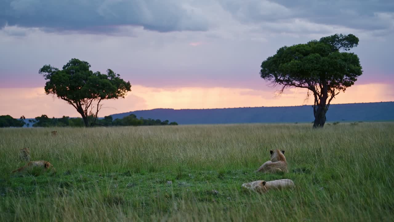 Beautiful landscape scenery at dusk with a group of Lions lying down looking out over the amazing Maasai Mara National Reserve, Kenya, Africa Safari Animals in Masai Mara North Conservancy