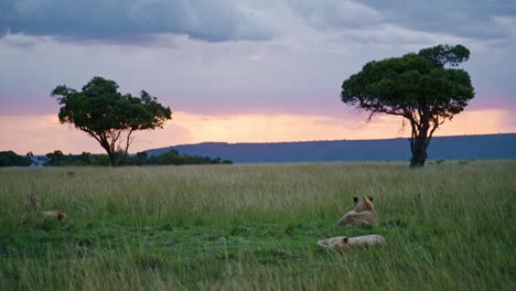 beautiful landscape scenery at dusk with a group of lions lying down looking out over the amazing maasai mara national reserve, kenya, africa safari animals in masai mara north conservancy