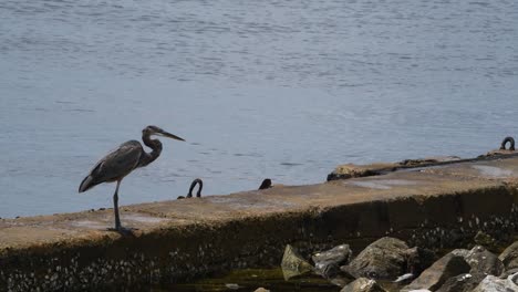 gran garza azul camina sobre una pared marina