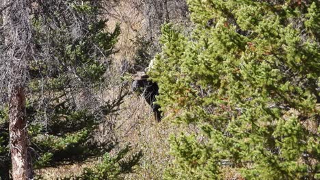 Large-bull-moose-walking-behind-trees-in-a-forest-being-cautious