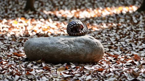 a curled-up pangolin rests on a rock among fallen leaves