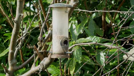 comedero para pájaros colgado en un jardín tranquilo