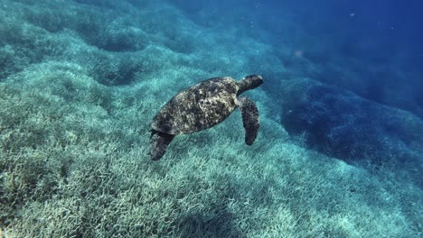 juvenile green sea turtle floating over the beautiful coral reefs under the deep blue sea