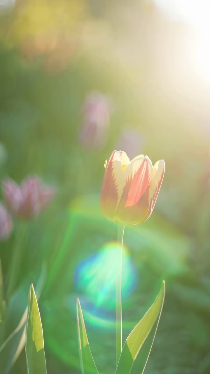 Close-up of a tulip in a sunlit garden, captured from a low angle. The soft focus and lens flare
