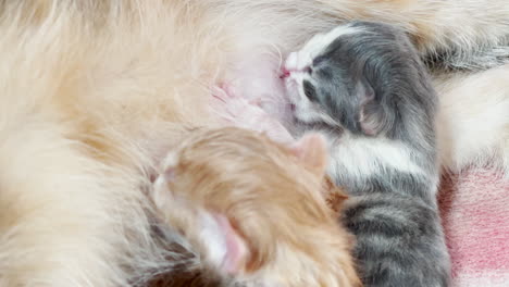 closeup of baby kittens drinking milk from mama cat